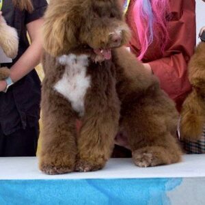 Clay Spanish Water Dog