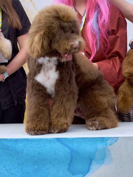 Clay Spanish Water Dog