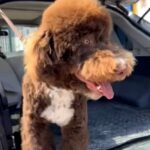 Clay-spanish-water-dog-male-puppy-for-sale-1