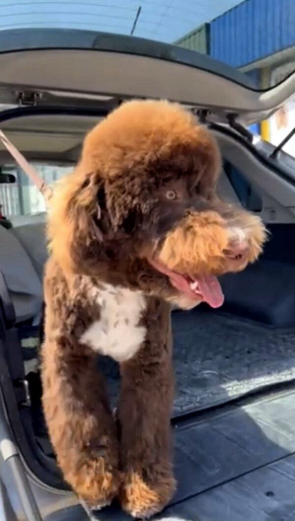 Clay Spanish Water Dog