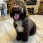 Rumba Spanish Water Dog
