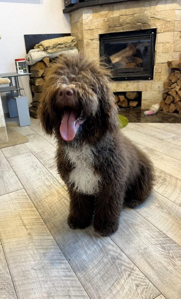 Clay Spanish Water Dog