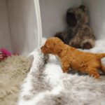 Contessa female Miniature Poodle for sale1