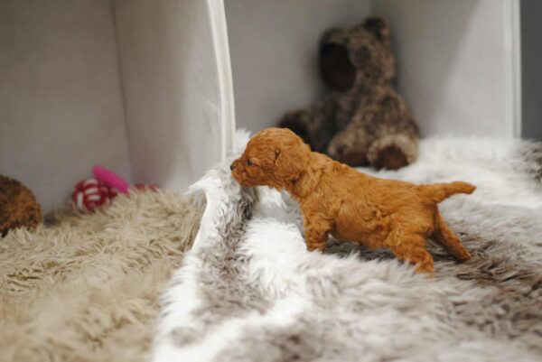 Contessa Miniature Poodle