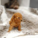 Contessa female Miniature Poodle for sale2