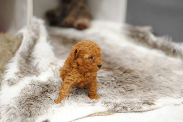 Contessa Miniature Poodle