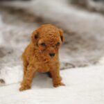 Wasabi Miniature Poodle