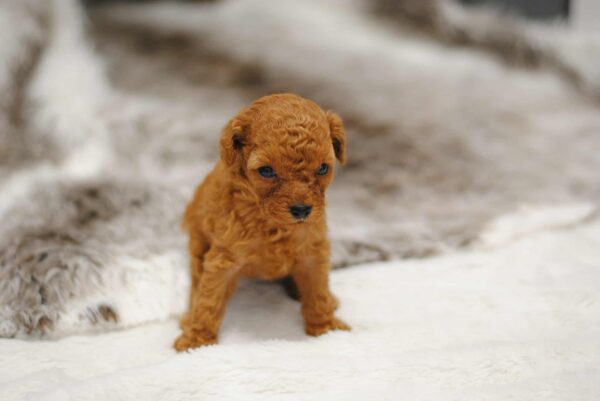 Contessa Miniature Poodle