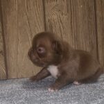 Cyra female French Bulldog puppy for sale1
