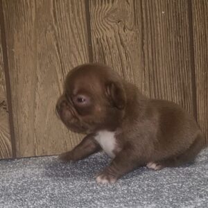 Cyra French Bulldog