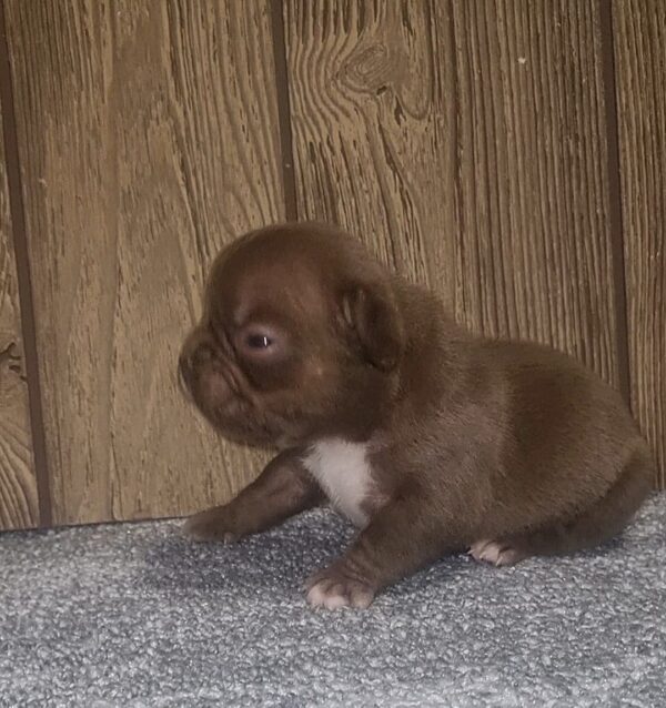 Cyra French Bulldog