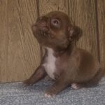 Lourdes French Bulldog