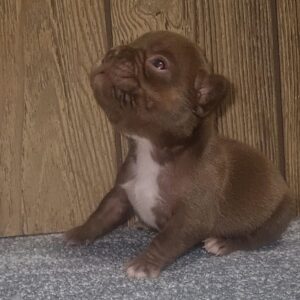 Cyra French Bulldog