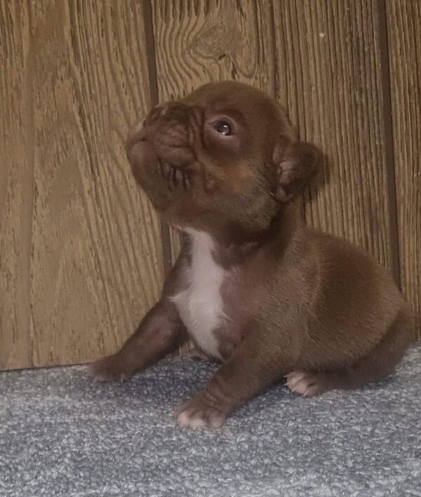 Cyra French Bulldog