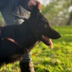 Dara-female-German-Shepherd-puppy-for-sale-1
