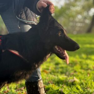 Dara German Shepherd