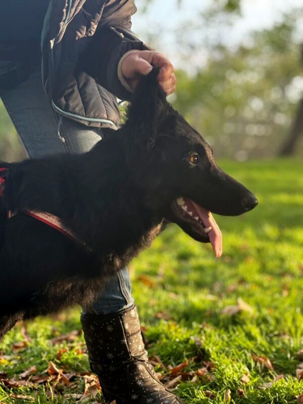 Dara German Shepherd