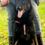 Dara-female-German-Shepherd-puppy-for-sale-2