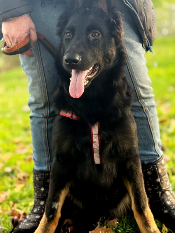 Dara German Shepherd