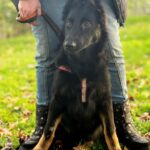 Dara-female-German-Shepherd-puppy-for-sale-3