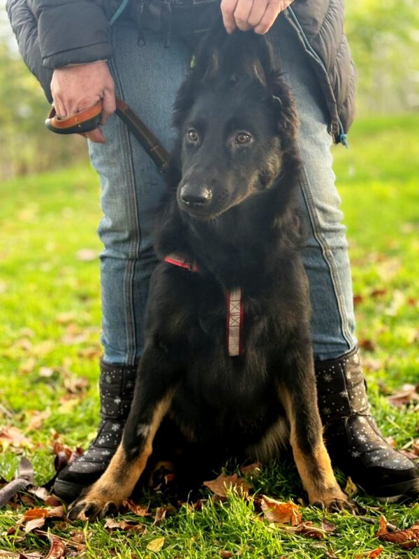 Dara German Shepherd