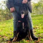 Dara-female-German-Shepherd-puppy-for-sale-4