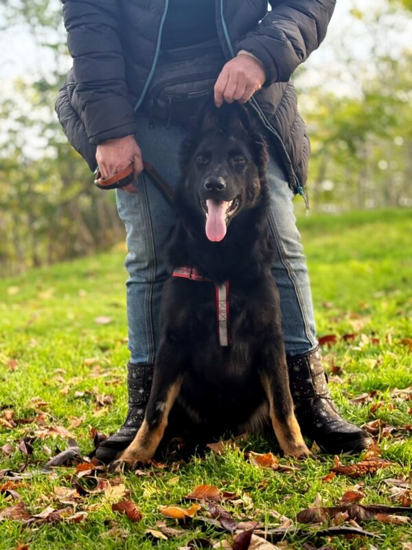 Dara German Shepherd