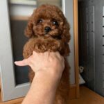 Darcy-male-Poodle-puppy-for-sale-1