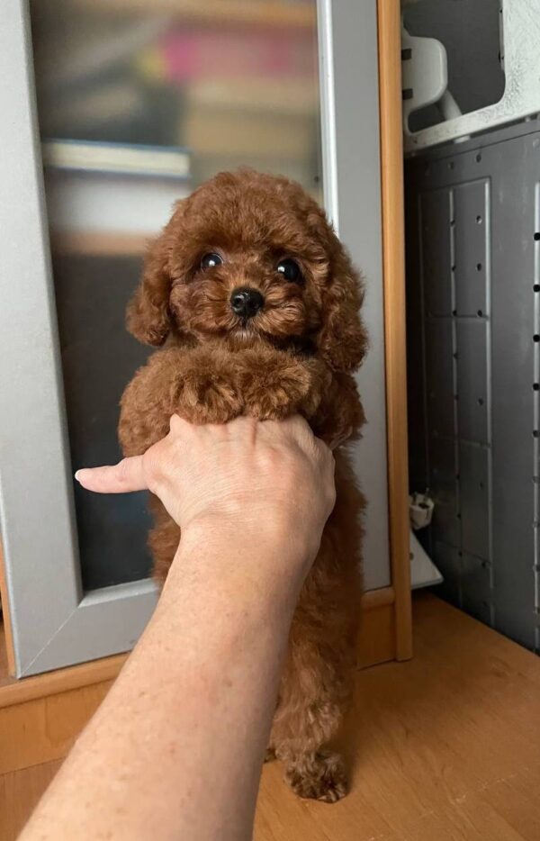 Darcy Toy Poodle