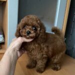Darcy-male-Poodle-puppy-for-sale-2