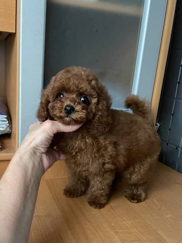Darcy Toy Poodle