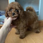 Darcy-male-Poodle-puppy-for-sale-3