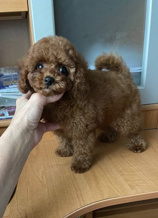 Darcy Toy Poodle