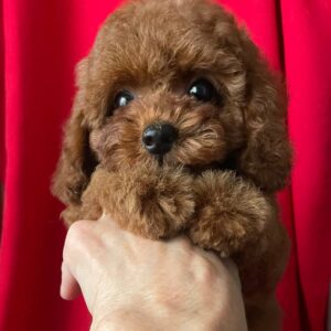 Darcy Toy Poodle