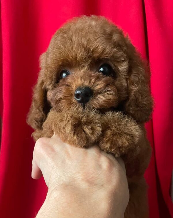 Darcy Toy Poodle