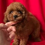 Darcy-male-Poodle-puppy-for-sale-5