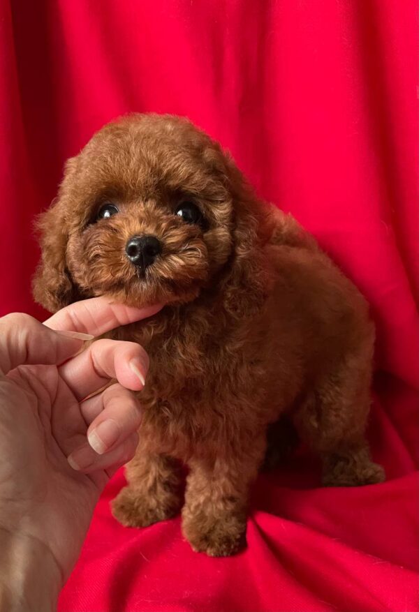Darcy Toy Poodle