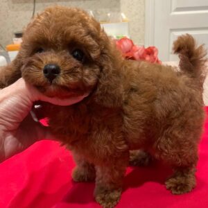 Darcy Toy Poodle