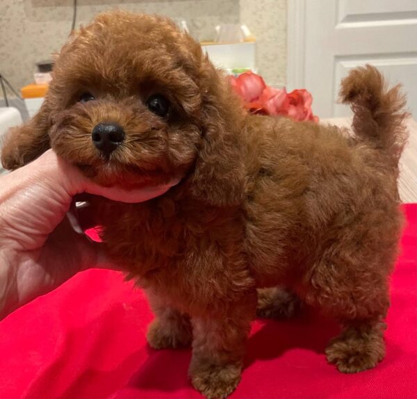 Darcy Toy Poodle