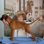 Dario-male-Boxer-puppy-for-sale-1