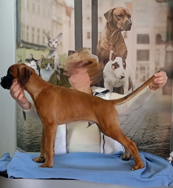 Dario Boxer