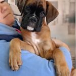 Dario-male-Boxer-puppy-for-sale-2