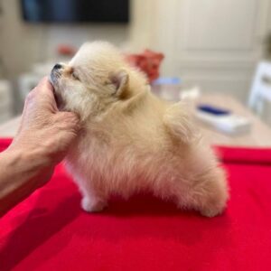Dars Pomeranian