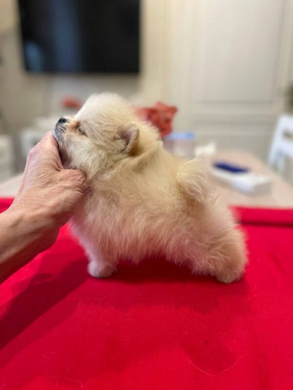 Dars Pomeranian