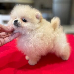 Dars Pomeranian