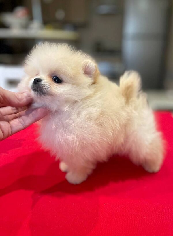 Dars Pomeranian