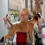 Dart-male-Boxer-puppy-for-sale-2