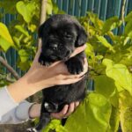 Dart-male-Corso-puppy-for-sale-1