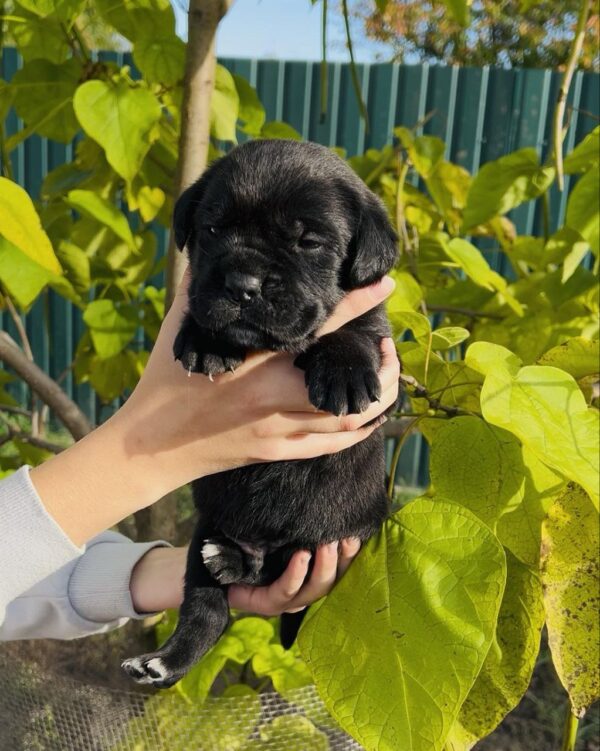 Dart Cane Corso