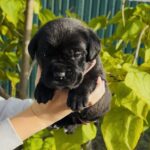 Dart-male-Corso-puppy-for-sale-2